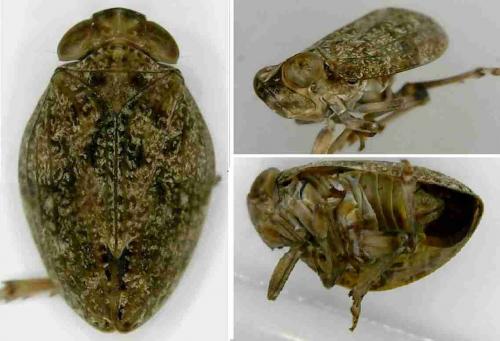 Thabena brunnifrons